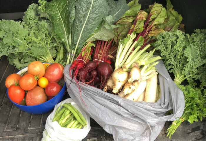 Harvest Bounty of vegetables, tomatoes, beets, radishes, kale etc.