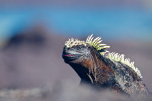 Galapagos marine iguana