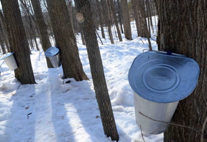 As in the above 2021 image, the trees at the Vanier Museopark are ready but the equipment isn't. A tree-tapping event this weekend has been cancelled. Photo: Marie-Frédérique Caro