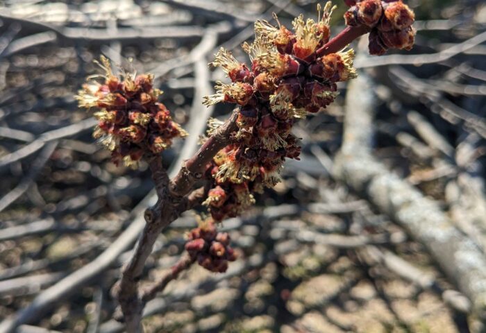 Native bees thrive on tree pollen, like the type available through early red or silver maple flower, like one pictured here on a fallen branch in Richelieu Park after April's ice storm. Photo: Christina Keys