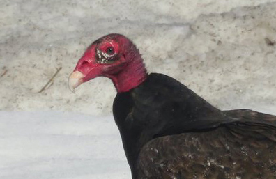 Turkey vultures made an unexpected appearance in Manor Park earlier this spring (2023). Photo: Gregor Grant