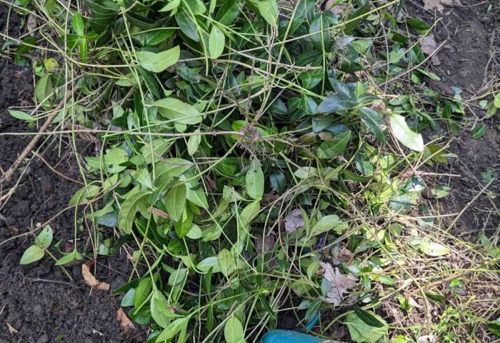 Periwinkle (Vinca minor) is now illegal in your right of way. It is easily removed with a spade. Alternatives include wild or woodland strawberry, hairy beardtongue, native violets, and Canada anemone available from Ritchie’s on Windmill Lane or the Ontario Natives website. Photo: Christina Keys