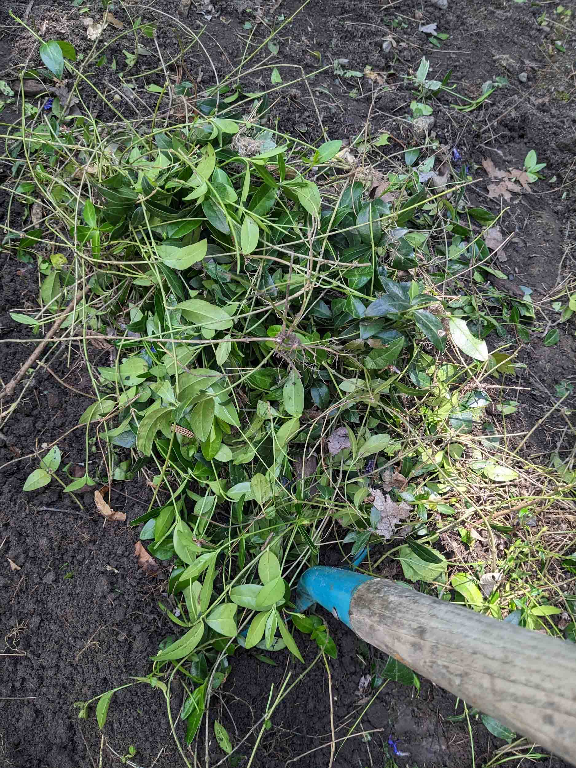 Periwinkle (Vinca minor) is now illegal in your right of way. It is easily removed with a spade. Alternatives include wild or woodland strawberry, hairy beardtongue, native violets, and Canada anemone available from Ritchie’s on Windmill Lane or the Ontario Natives website. Photo: Christina Keys