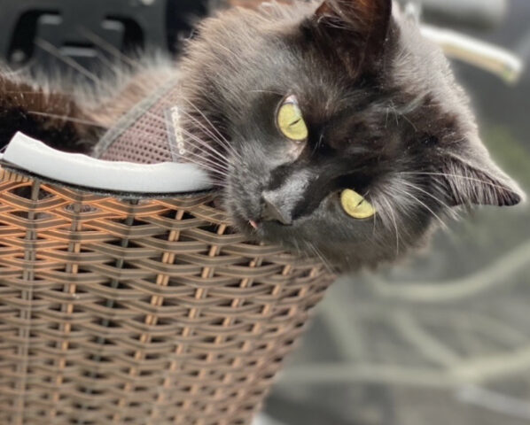 Joanna's cat Squeaks eases back and enjoys a ride out in the community. He's always ready for adventure! Photo: Joanna Harvey