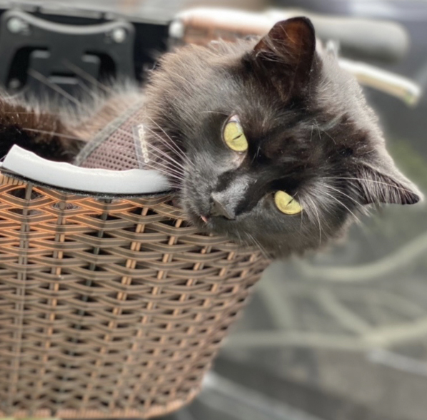 Joanna's cat Squeaks eases back and enjoys a ride out in the community. He's always ready for adventure! Photo: Joanna Harvey