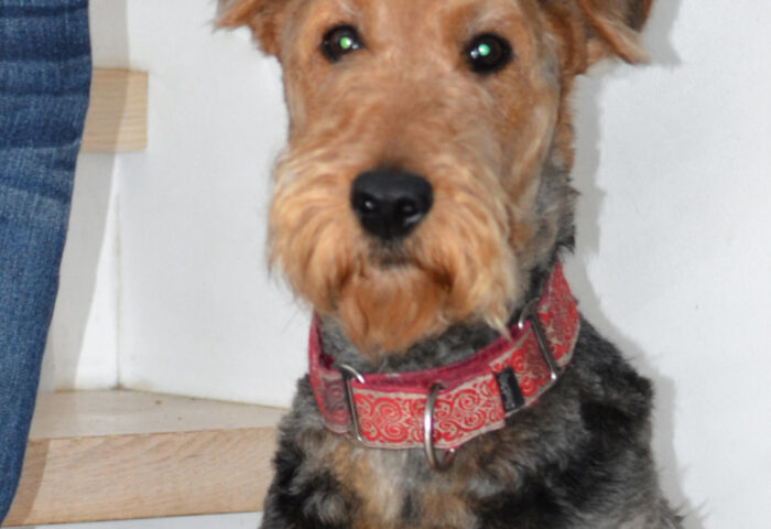 Lola is one of two Airedale terriers who inspired nine-year-old Ayden King Muraleetharan to write a story about an adventuresome canine duo. Photo supplied