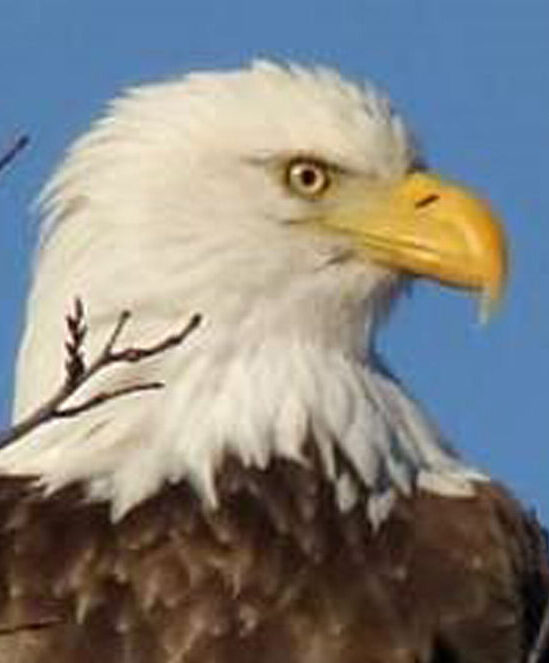 This bald eagle was spotted near the Rockcliffe Pkwy. Photo: Christine Hanrahan