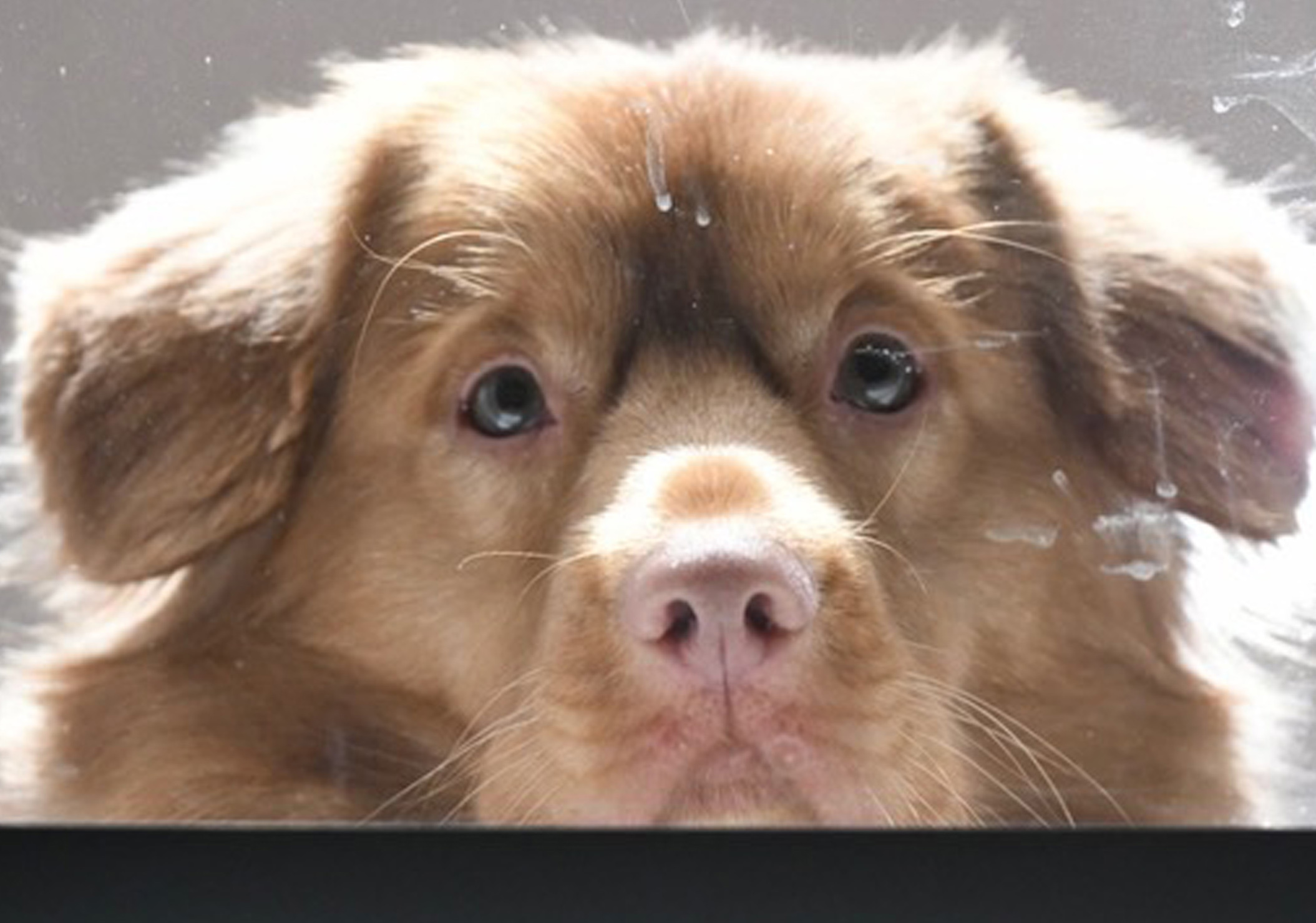 Beautiful view of Canine Gobbling And Anxiety
