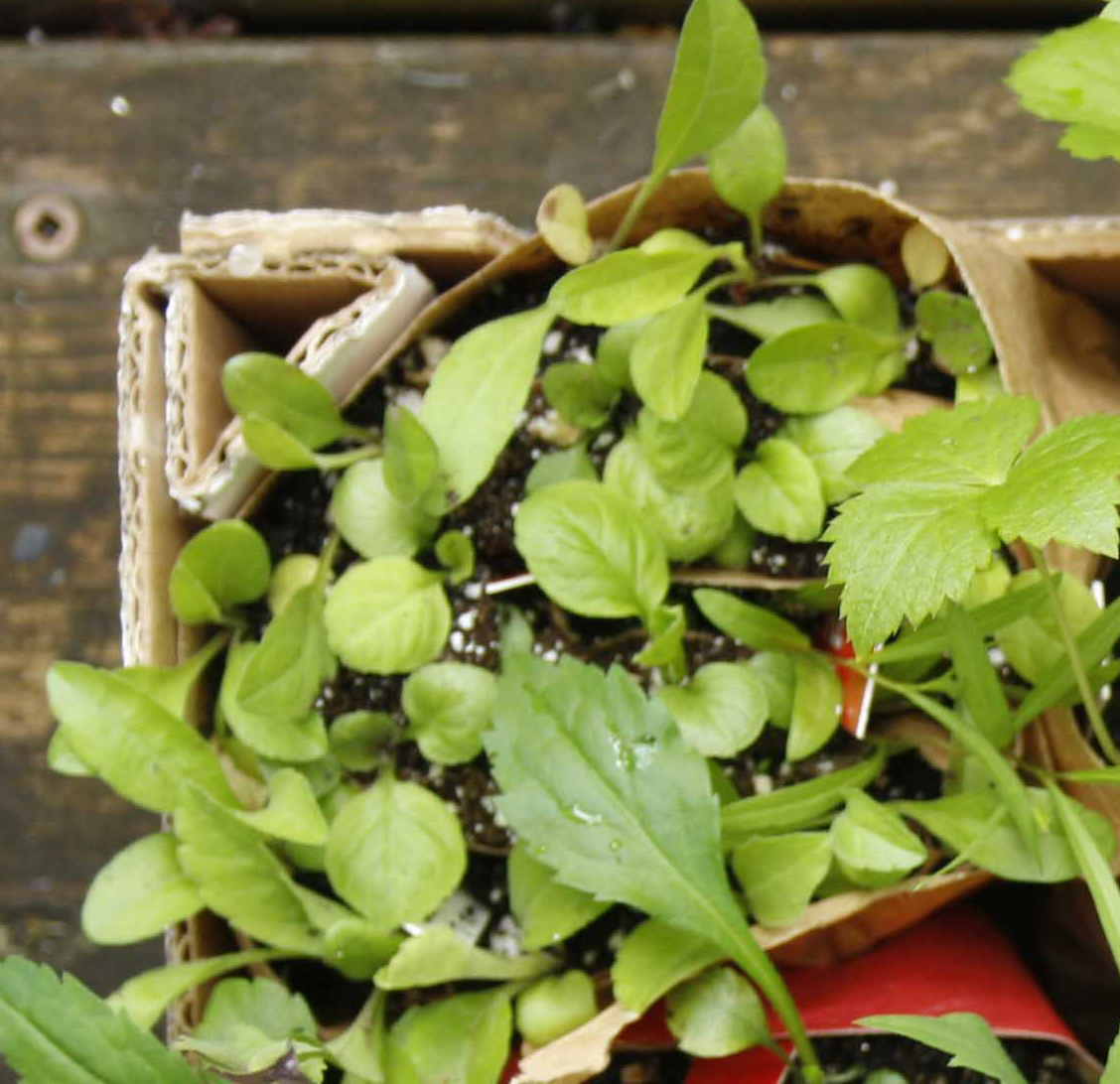 A cropped portion of a photo of seedlings available at micronursery A Cultivated Art
