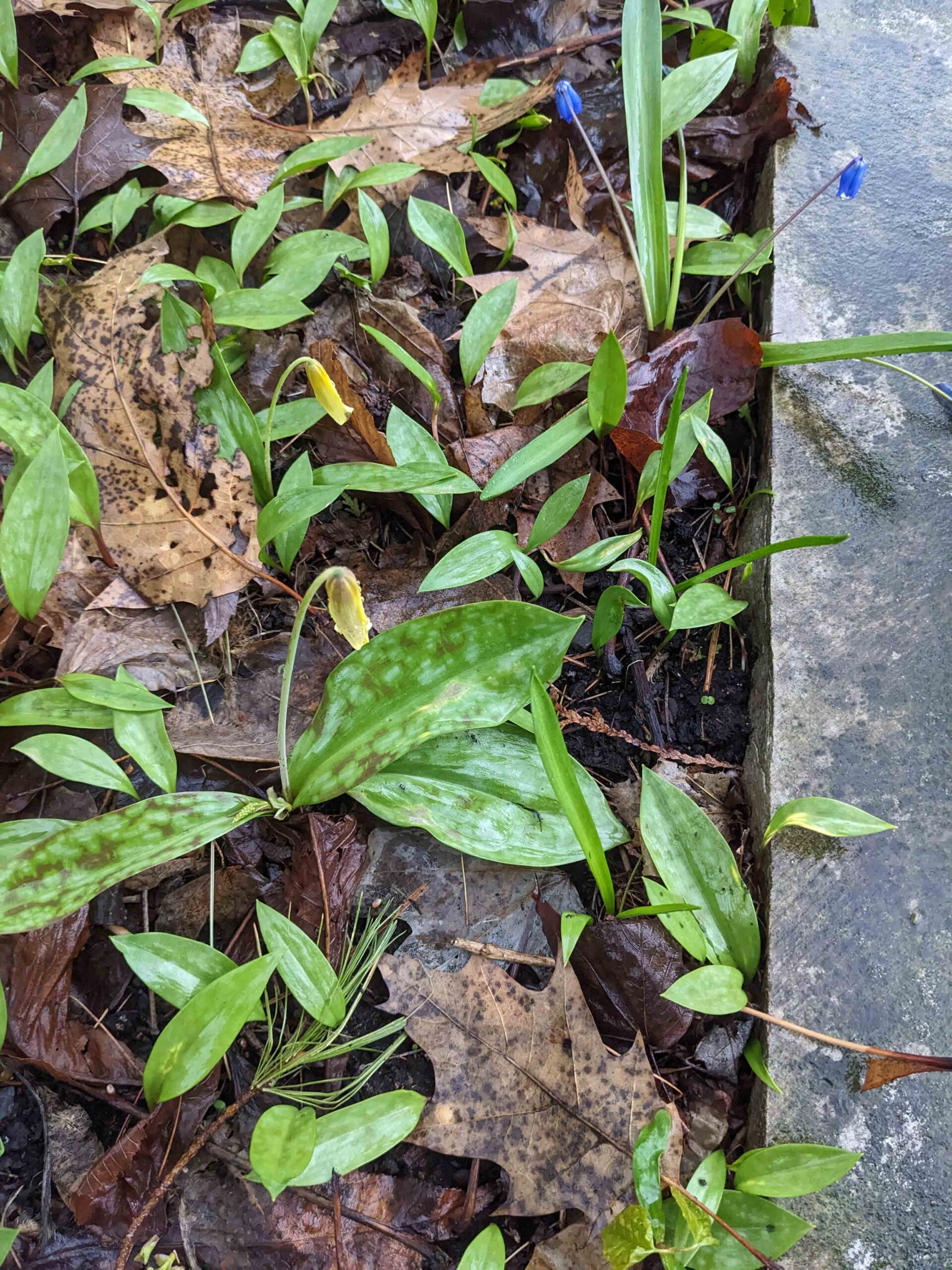 A photo of trout liliies in a neighbourhood garden