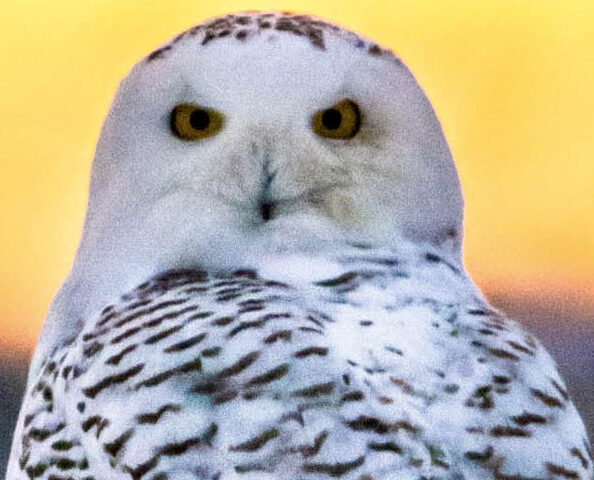 A photo of a snowy owl glaring at the viewer against a sunset sky