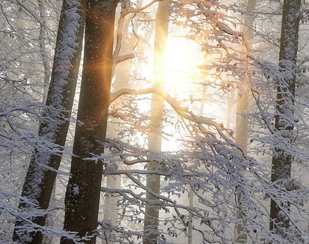 Photo of sun behind snow-covered branches and trees