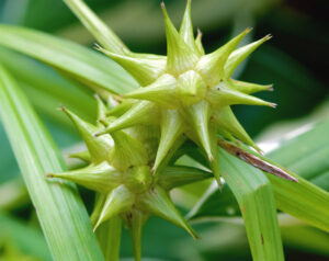 Morning star sedge has large, spiky seed pods that add unique textures and shapes to summer gardens. PHOTO: DAVE KEYS