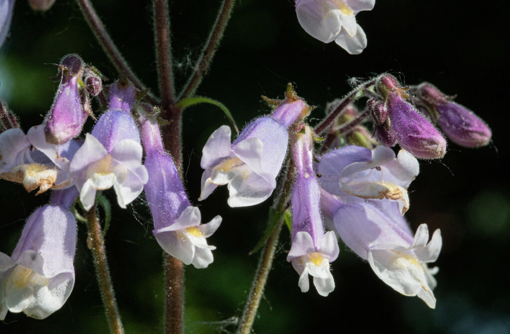 Hairy beardtongue (Penstamon hirsutus) thrives in the harshness of Ottawa’s alvars through spring flooding and summer droughts. Enjoy its pale purple flowers in June and burgundy leaves in fall. PHOTO: Dave Keys