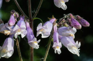 Hairy beardtongue (Penstamon hirsutus) thrives in the harshness of Ottawa’s alvars through spring flooding and summer droughts. Enjoy its pale purple flowers in June and burgundy leaves in fall. PHOTO: Dave Keys