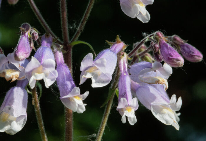 Hairy beardtongue (Penstamon hirsutus) thrives in the harshness of Ottawa’s alvars through spring flooding and summer droughts. Enjoy its pale purple flowers in June and burgundy leaves in fall. PHOTO: Dave Keys