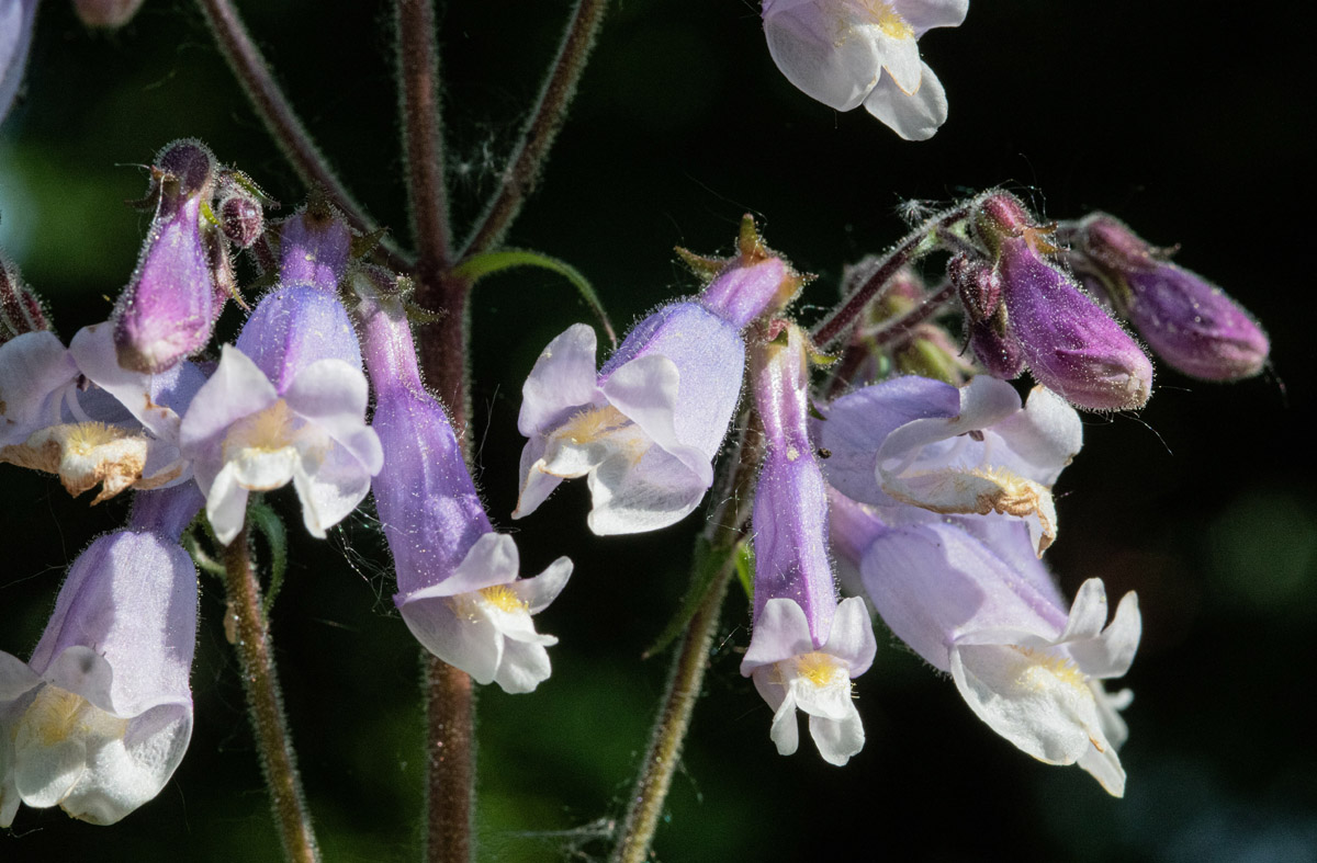 Hairy beardtongue (Penstamon hirsutus) thrives in the harshness of Ottawa’s alvars through spring flooding and summer droughts. Enjoy its pale purple flowers in June and burgundy leaves in fall. PHOTO: Dave Keys