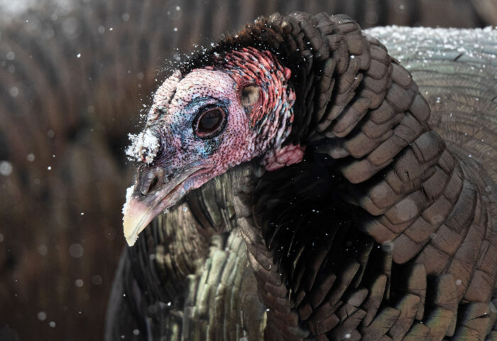 Photographer Dave Keys captured a close-up of this wild turkey at Beechwood Cemetery recently. PHOTO: DAVE KEYS