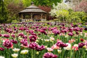 A brightly coloured carpet of tulips heralds the arrival of spring at Beechwood Cemetery. Beechwood’s many gardens and park-like areas will soon be full bloom as seen in this photo of the iconic Beechwood Gazebo located in Beechwood’s Botanical Cremation Garden. PHOTO: COURTESY OF THE BEECHWOOD CEMETERY FOUNDATION ARCHIVES.