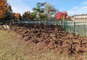 Close to 700 student volunteers participated in the Tiny Forest project at Manor Park Public School. PHOTO: VITA SGARDELLO