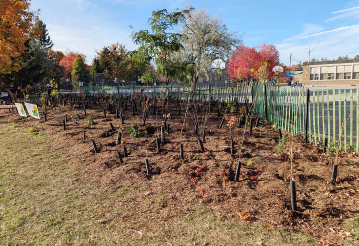 Close to 700 student volunteers participated in the Tiny Forest project at Manor Park Public School. PHOTO: VITA SGARDELLO
